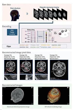 Пробив в базираното на ДНК съхранение на данни от ядрено-магнитен резонанс на мозъка